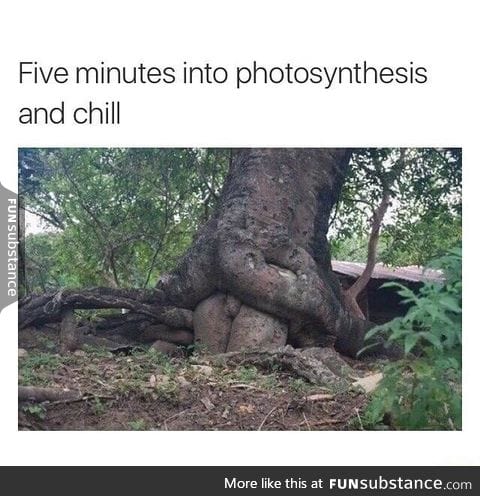 Photosynthesis and chill