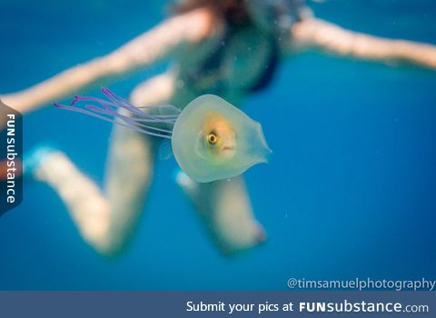 A fish trapped inside a Jellyfish!