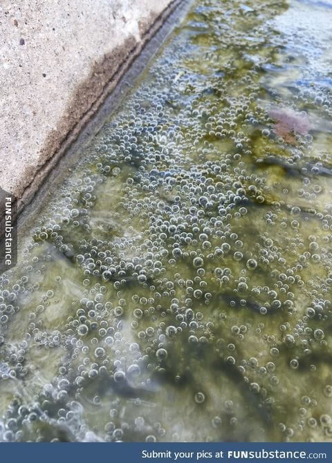 You can see oxygen being produced by the algae by the curb