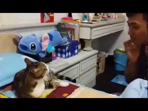 Voice training a cat