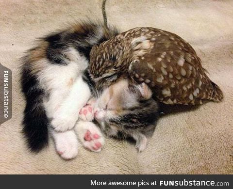 Kitten and owl love each other!