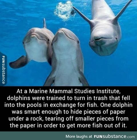 The dolphins are evolving
