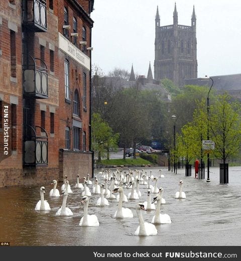 After floods in England, swans in the street - Worcester