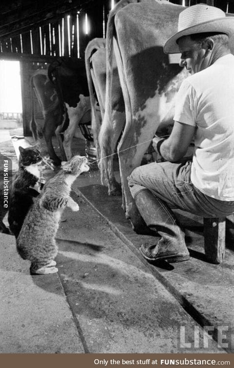 1954, cats catching milk!