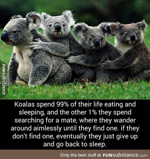 Koala life
