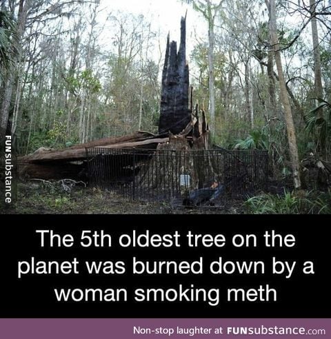 The 5th oldest tree