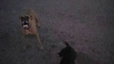 Patient cop with proper training handles two dogs cleverly. It ends very well