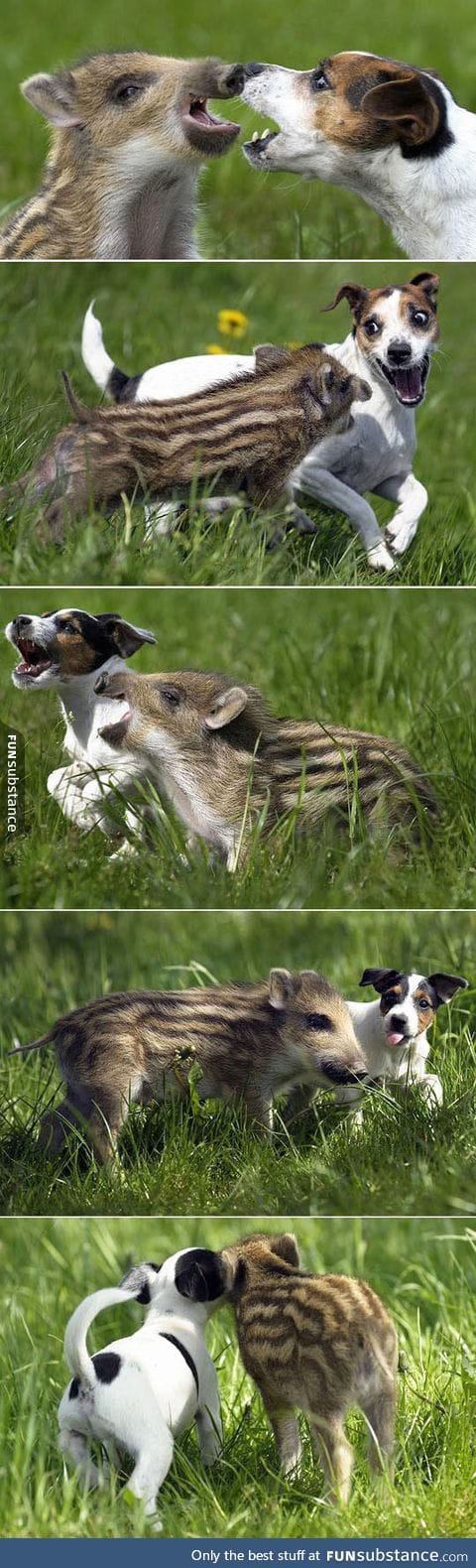 Pig and dog friendship