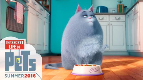 Chloe is me with food.. (The Secret Life Of Pets movie)