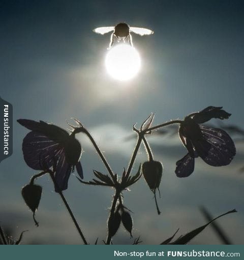 Bumblebee carrying the sun