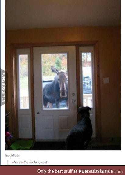 Landlord has moose enforcement