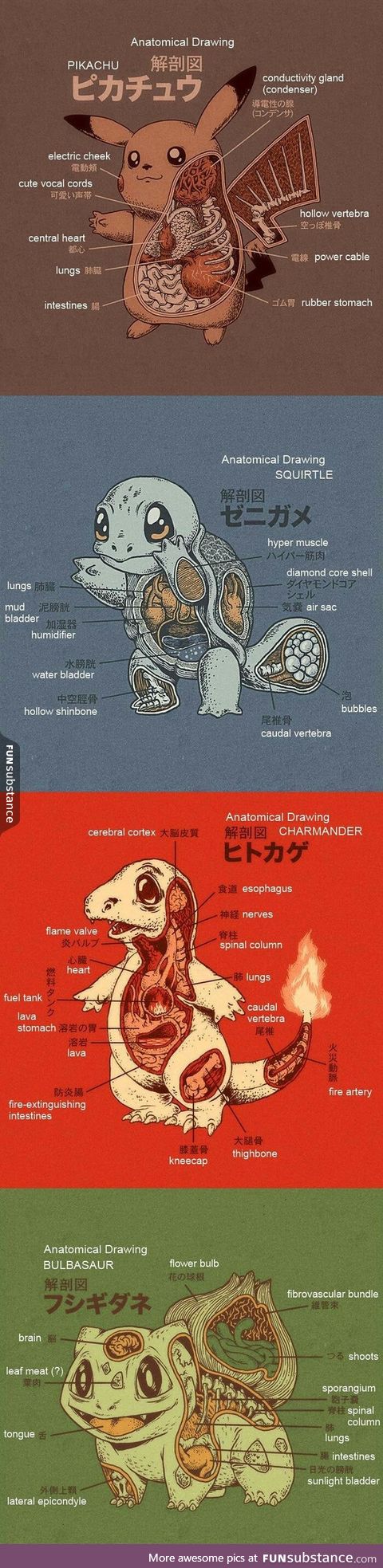 Anatomy of pokemons