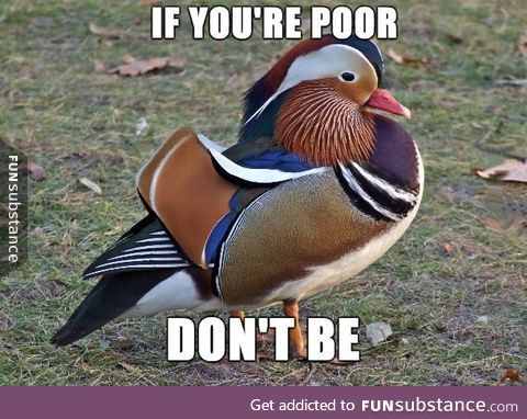 Say hello to Superficial Advice Mallard