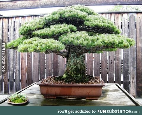 This 390 year-old bonsai tree survived Hiroshima