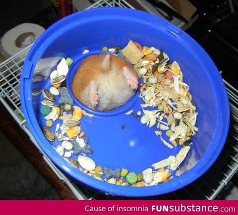 First world hamster problems