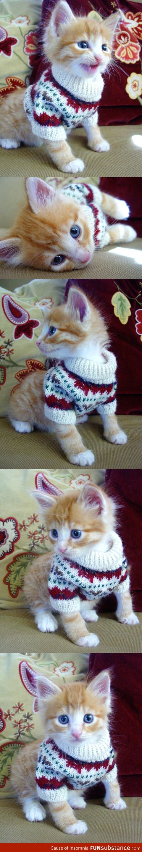 Cat in a sweater