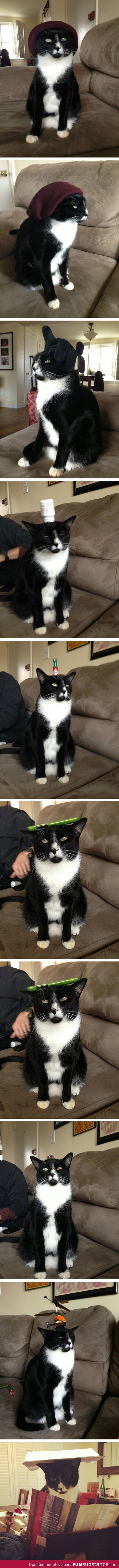 Harold the cat balances things on his head