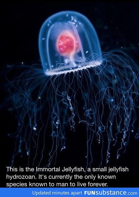 Immortal Jellyfish