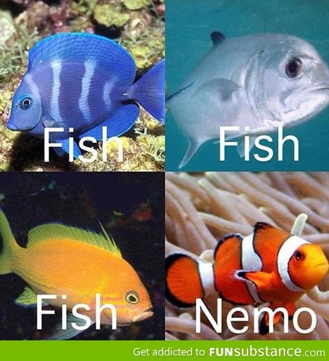 How I identify fish