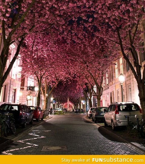 Cherry blossoms tunnel