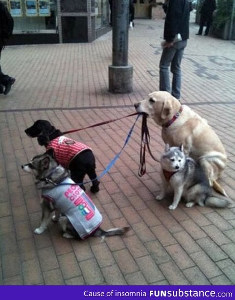 Big dog taking care of younger dogs