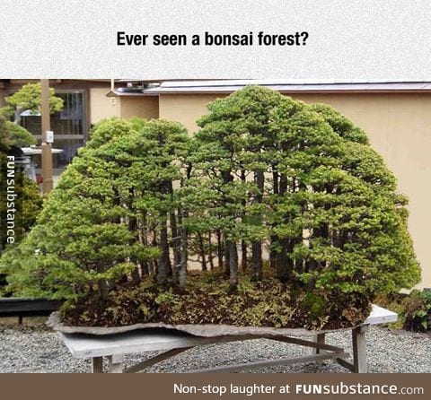 What a bonsai forest looks like