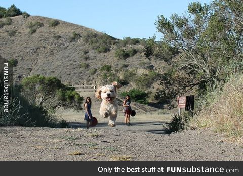 Perspective makes this dog look monsterous