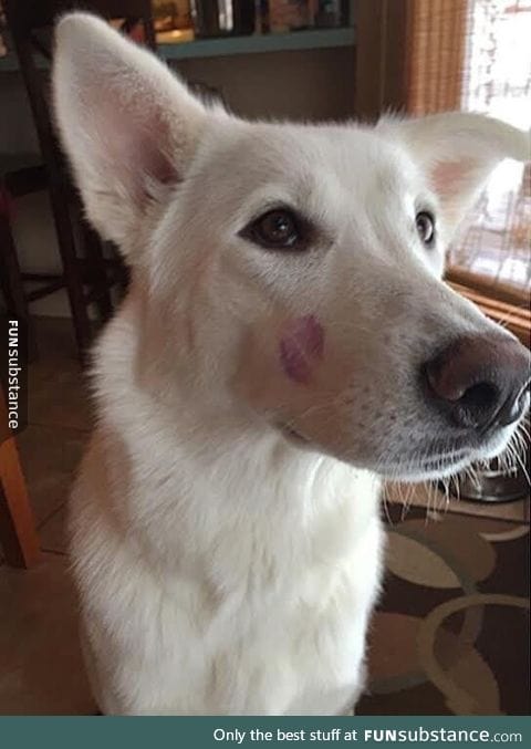 The only mark that should ever be left on a dog