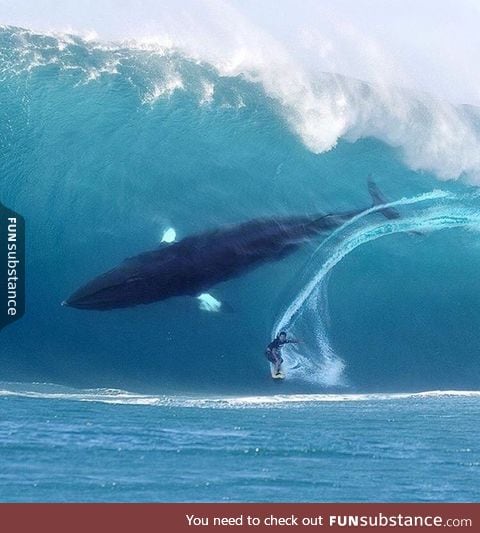 Whale-surfing