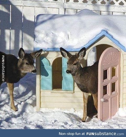 "Hello deer, I'm home."