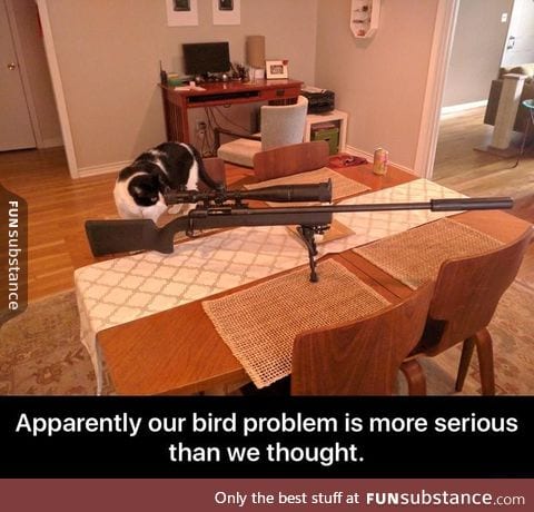 Bird problem