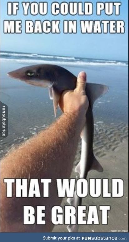 Baby shark has enough of your s*it