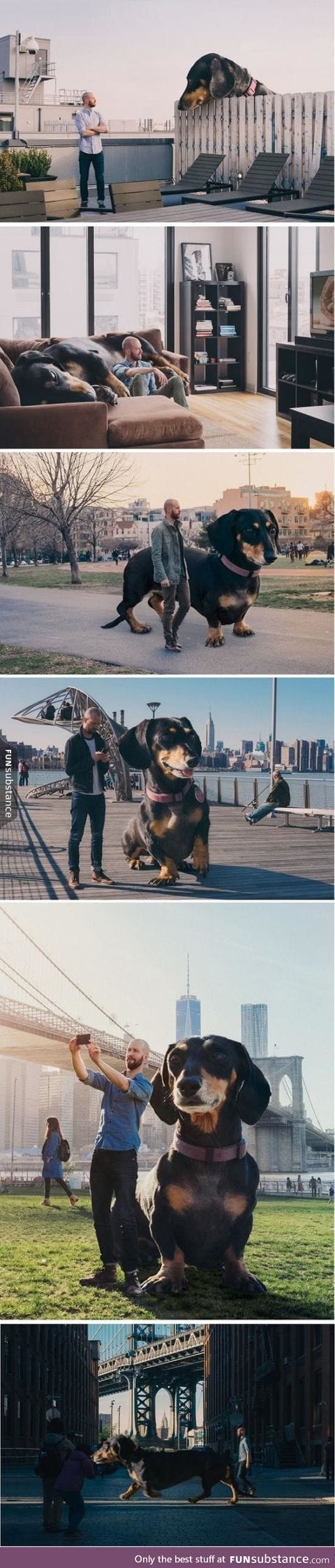 Photoshoping dog into a giant