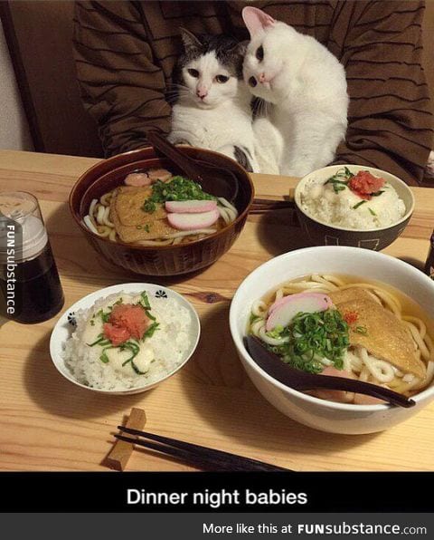 Fancy dinner with cats