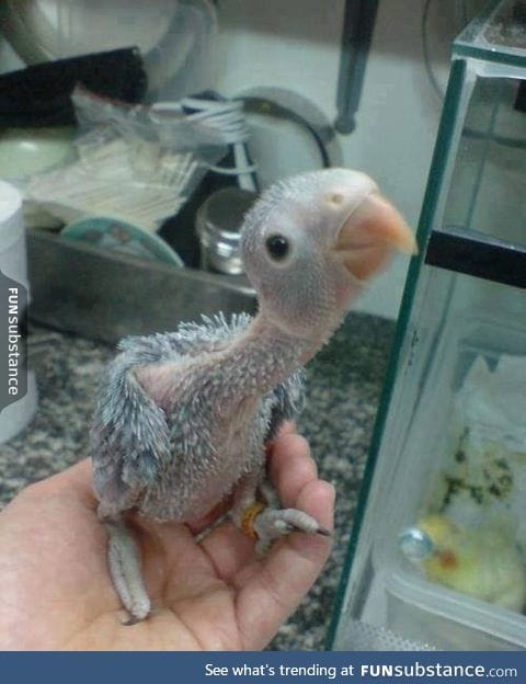 Baby parrots looks like dinosaurs