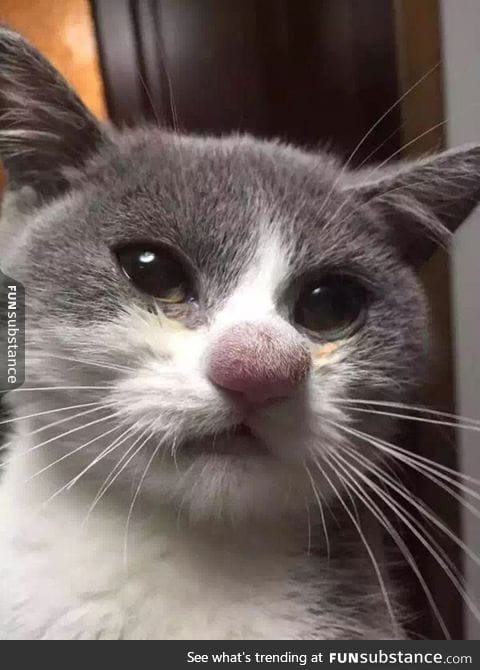 Poor cat got stung, looks funny as hell though