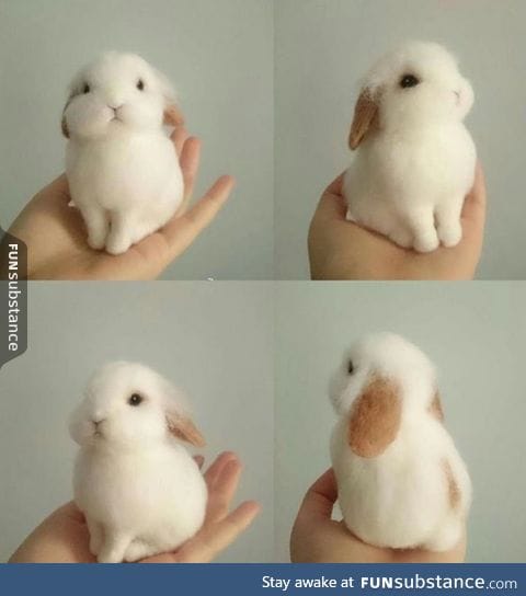 Cutest Bunny perfection