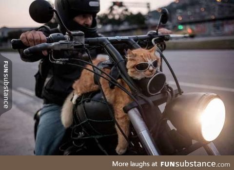 I don't think any of us could be as cool as this cat