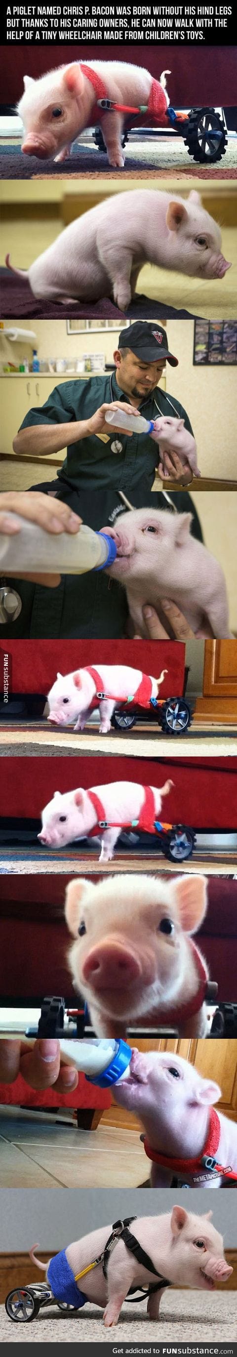 The Piglet Who Couldn't Walk