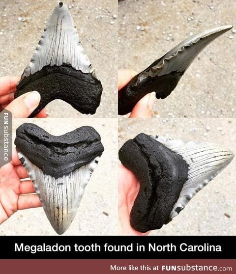 Megaladon tooth