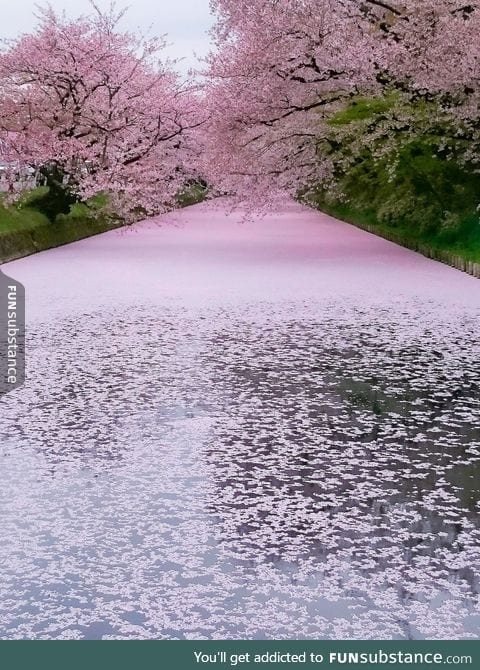 Cherry Blossoms at Hirosaki park, Japan