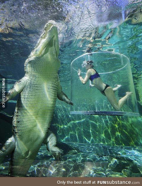 Cage Diving With A Gigantic Crocodile in Darwin, Australia