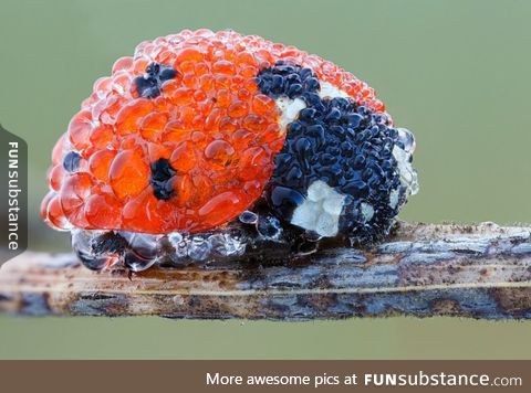 Close up picture of ladybug after morning dew