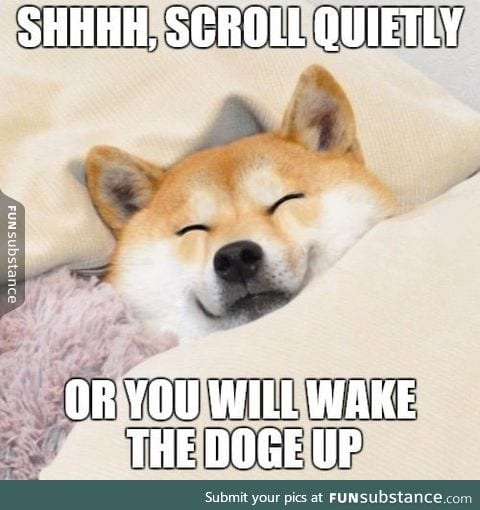 Much sleepy, such comfy