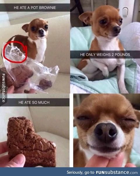 Don't let your happy treats near your pets