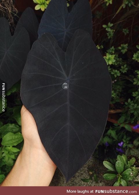 Black leaf of Colocasia Esculenta
