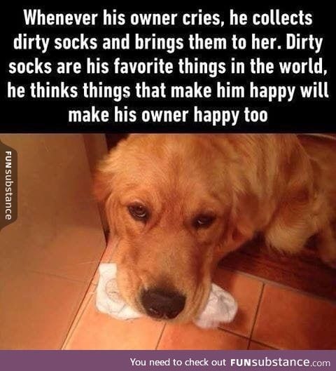 We don't deserve Doggos