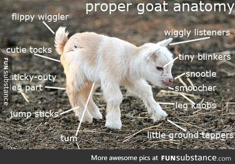 Goat anatomy