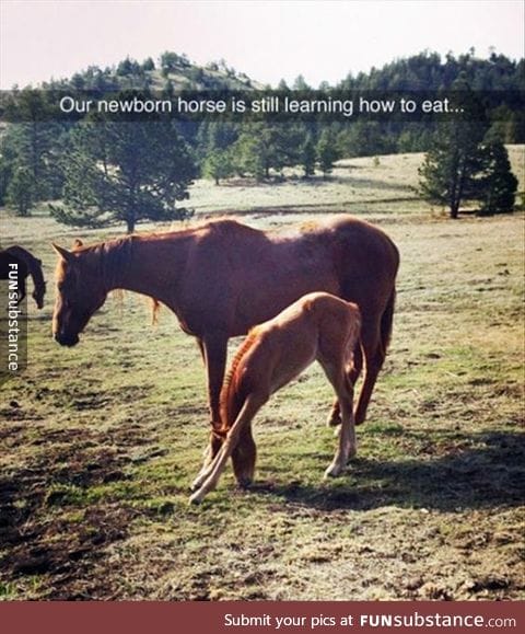 Little horse learning how to eat