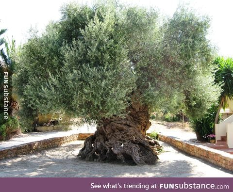 2,000 year old Olive tree in Greece